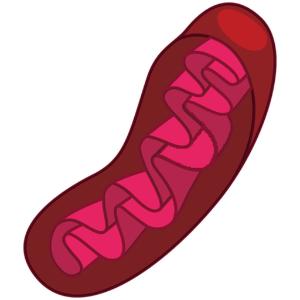 PCR of mitochondrial DNA