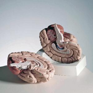 3B Scientific® Introductory Brain Model