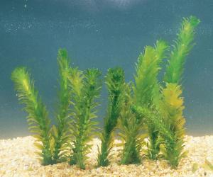 Ward's® Live <i>Egeria sp.</i> Aquatic Plants