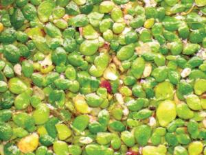 Ward's® Live Duckweed (<i>Lemma minor</i>)