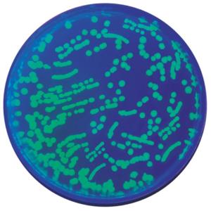 GFP kit