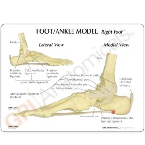 GPI Anatomicals® Basic Foot-Ankle Skeleton Model