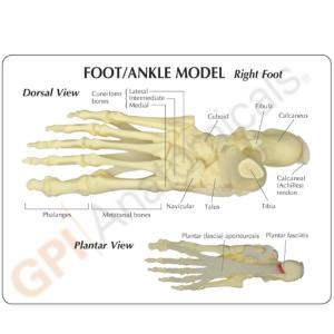 GPI Anatomicals® Basic Foot-Ankle Skeleton Model