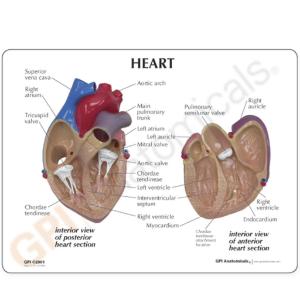 GPI Anatomicals® Basic Heart Model