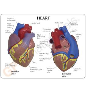 GPI Anatomicals® Basic Heart Model