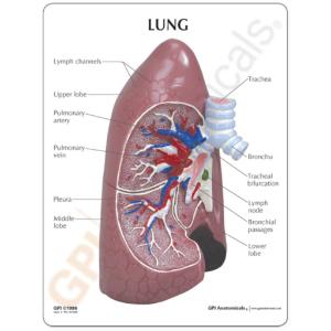 GPI Anatomicals® Basic Lung Model