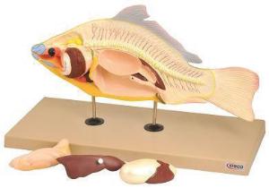 Eisco® Carp