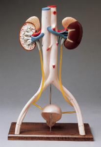 Denoyer-Geppert® Urinary System Models