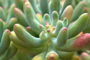 Sedum