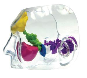 GPI Anatomicals® Clear Sinus Model