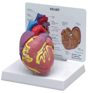 GPI Anatomicals® Basic Heart Model