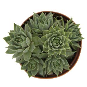 Sempervivum