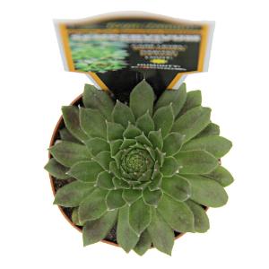 Sempervivum