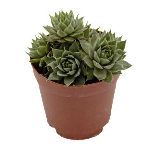 Sempervivum