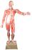 Eisco® Muscular Anatomy Figure