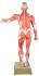 Eisco® Muscular Anatomy Figure