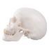 Classic Human Skull