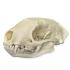 Natural Bone Striped Skunk Skull