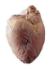 Preserved Pig Heart