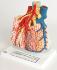 3B Scientific® Pulmonary Lobule And Blood Vessels