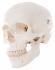 3B Scientific® Skull