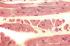 Muscle (Mammalian), Striated Slide