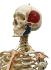 Rudiger® Life-Size Human Skeleton Model