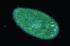 Live Paramecium bursaria