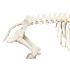 Pig Skeleton F Articulated