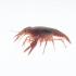 Ward's® Live Crayfish (<i>Cambarus sp.</i>)