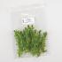 Ward's® Live <i>Egeria sp.</i> Aquatic Plants