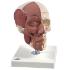 3B Scientific® Skull With Facial Muscles