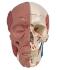 3B Scientific® Skull With Facial Muscles