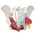 3B Scientific® Female Pelvis Models