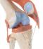 3B Scientific® Deluxe Functional Knee Joint