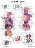 3B Scientific® Lymphatic Chart