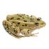 Ward's® Live Grassfrogs (<i>Rana pipiens</i>)