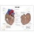 GPI Anatomicals® Basic Heart Model